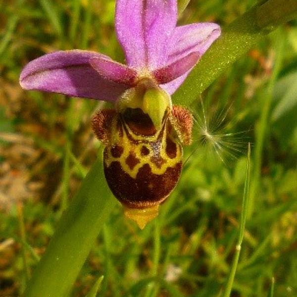 ophrys scolopax